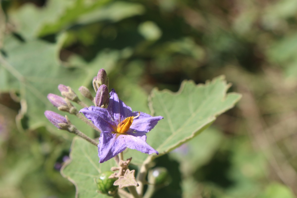 Solanum violaceum Ortega